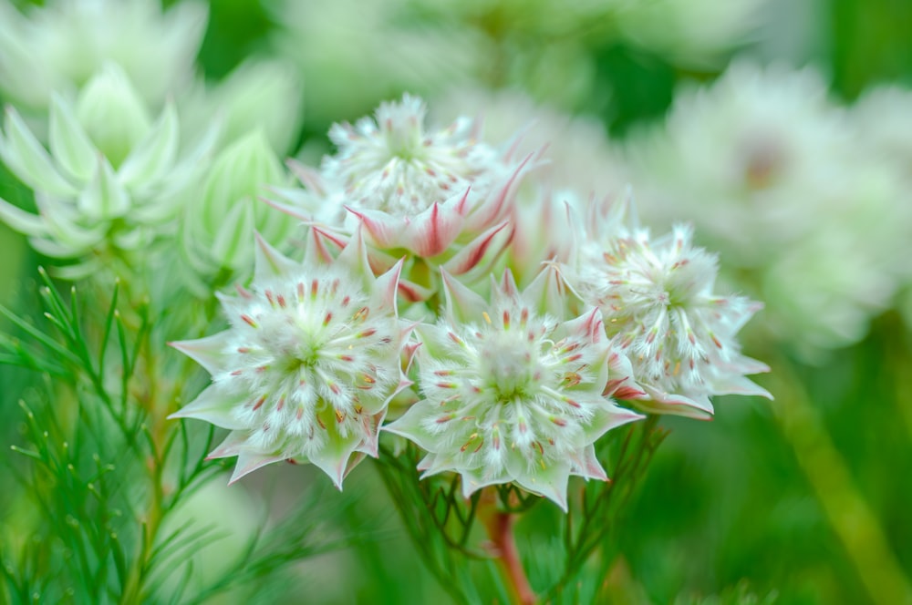 a close up of a bunch of white flowers