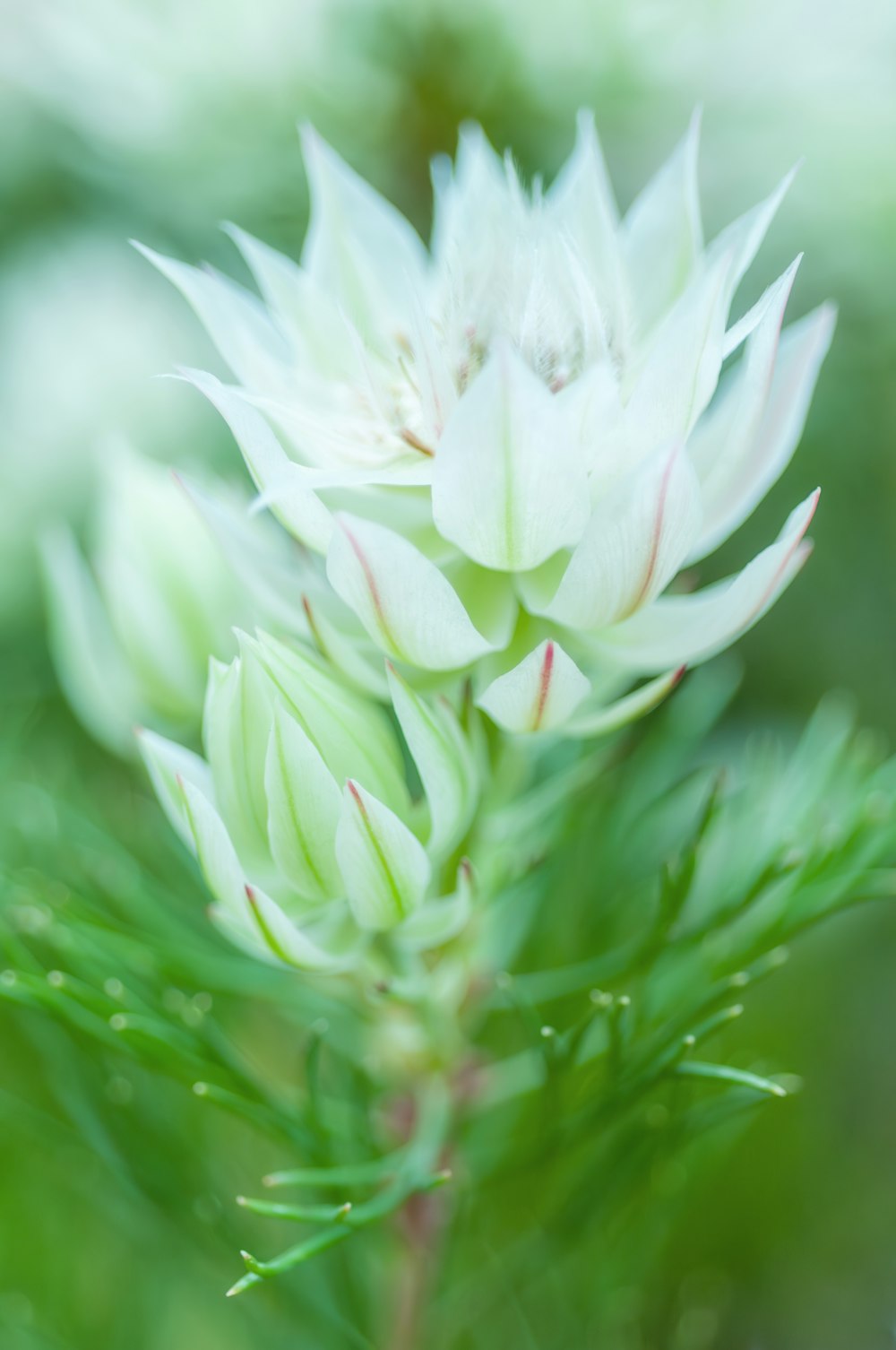 a close up of a white flower with green leaves