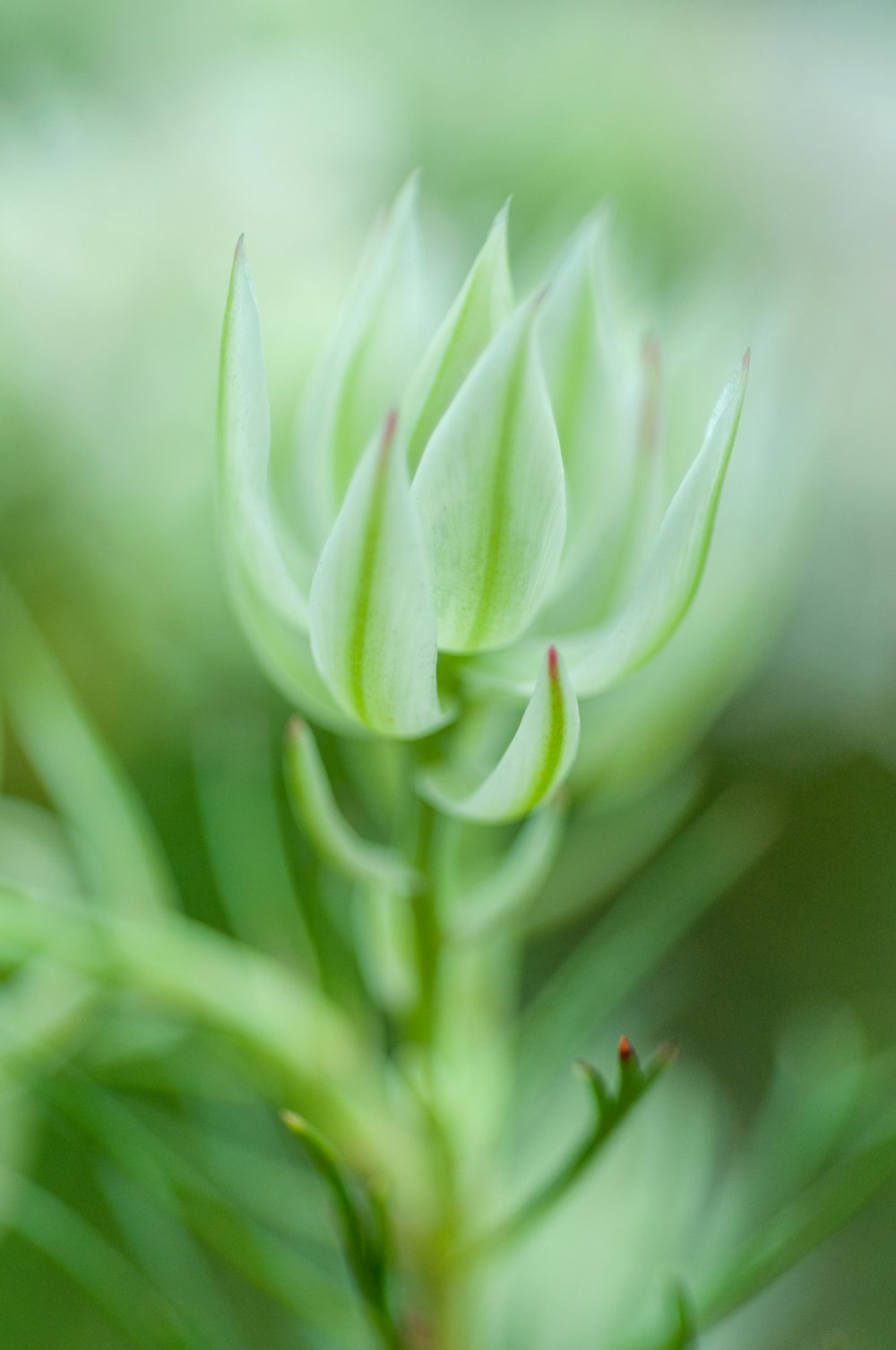 um close up de uma planta com um fundo desfocado