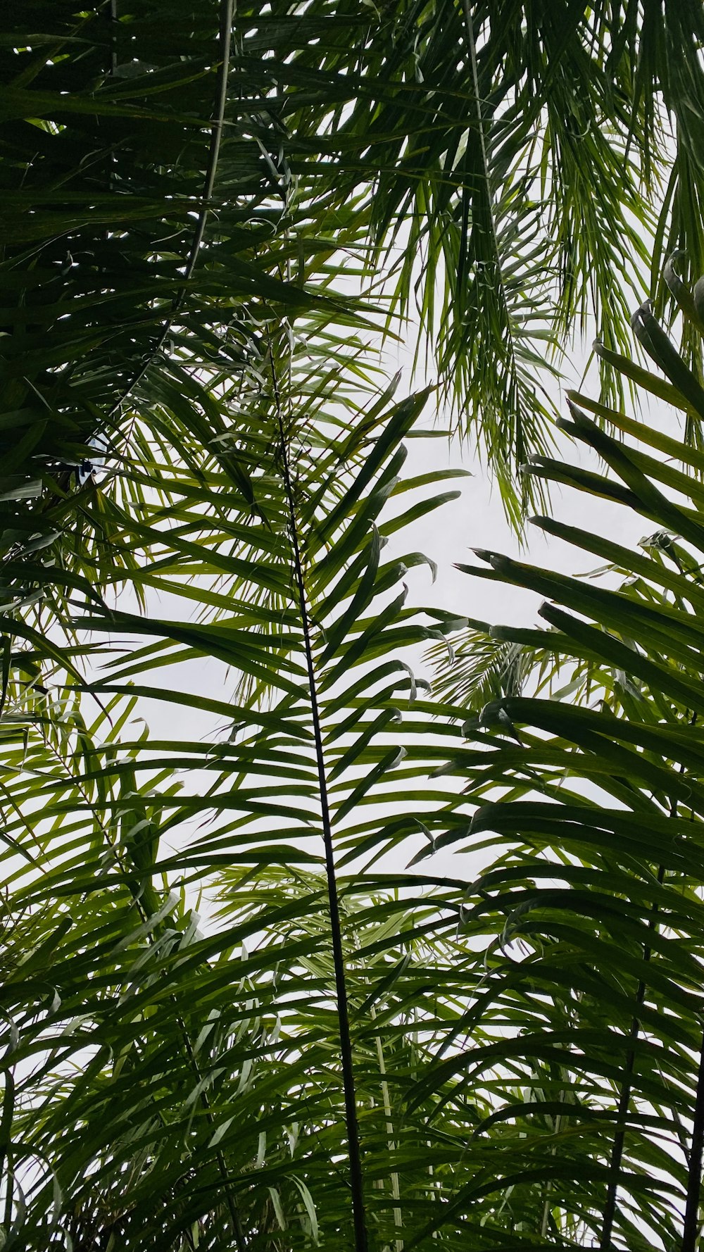 a bird is perched on top of a palm tree