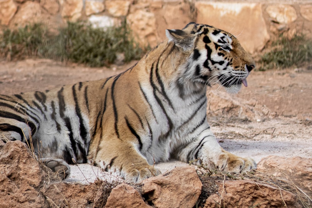 a tiger sitting on top of a pile of rocks