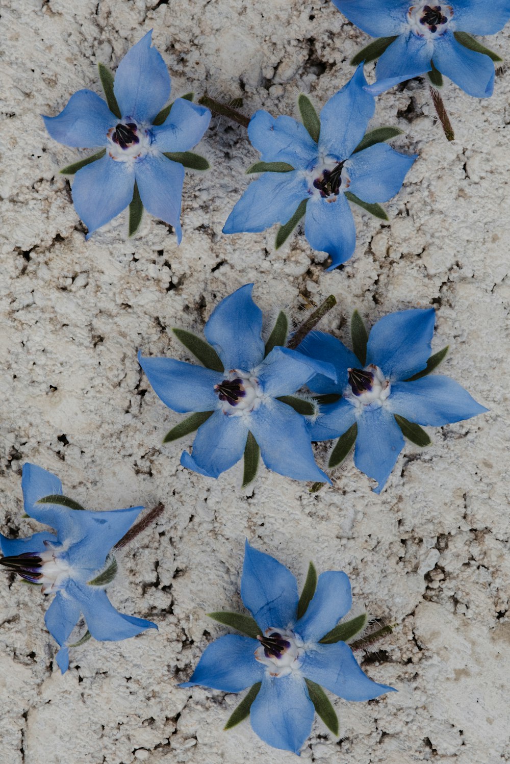 a group of blue flowers sitting on top of a sandy ground