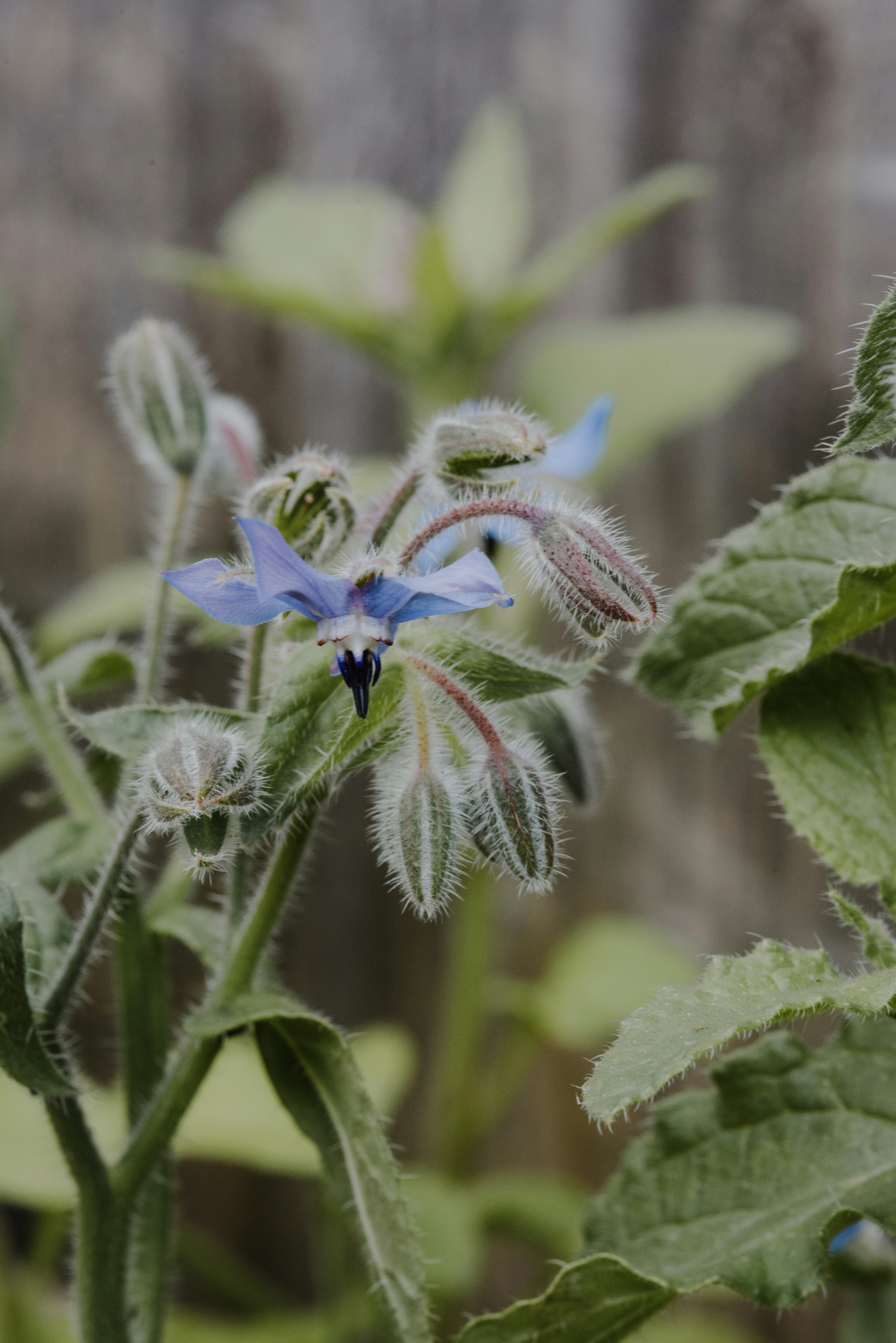 a close up of a blue flower on a plant