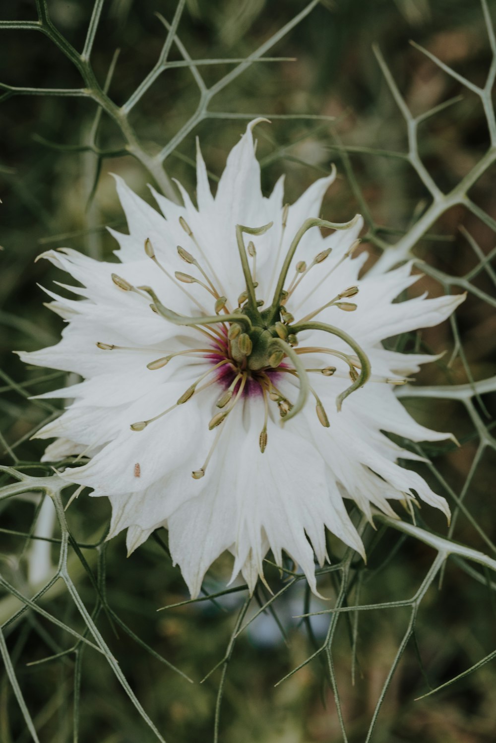 eine große weiße Blume, die auf einem üppig grünen Feld sitzt