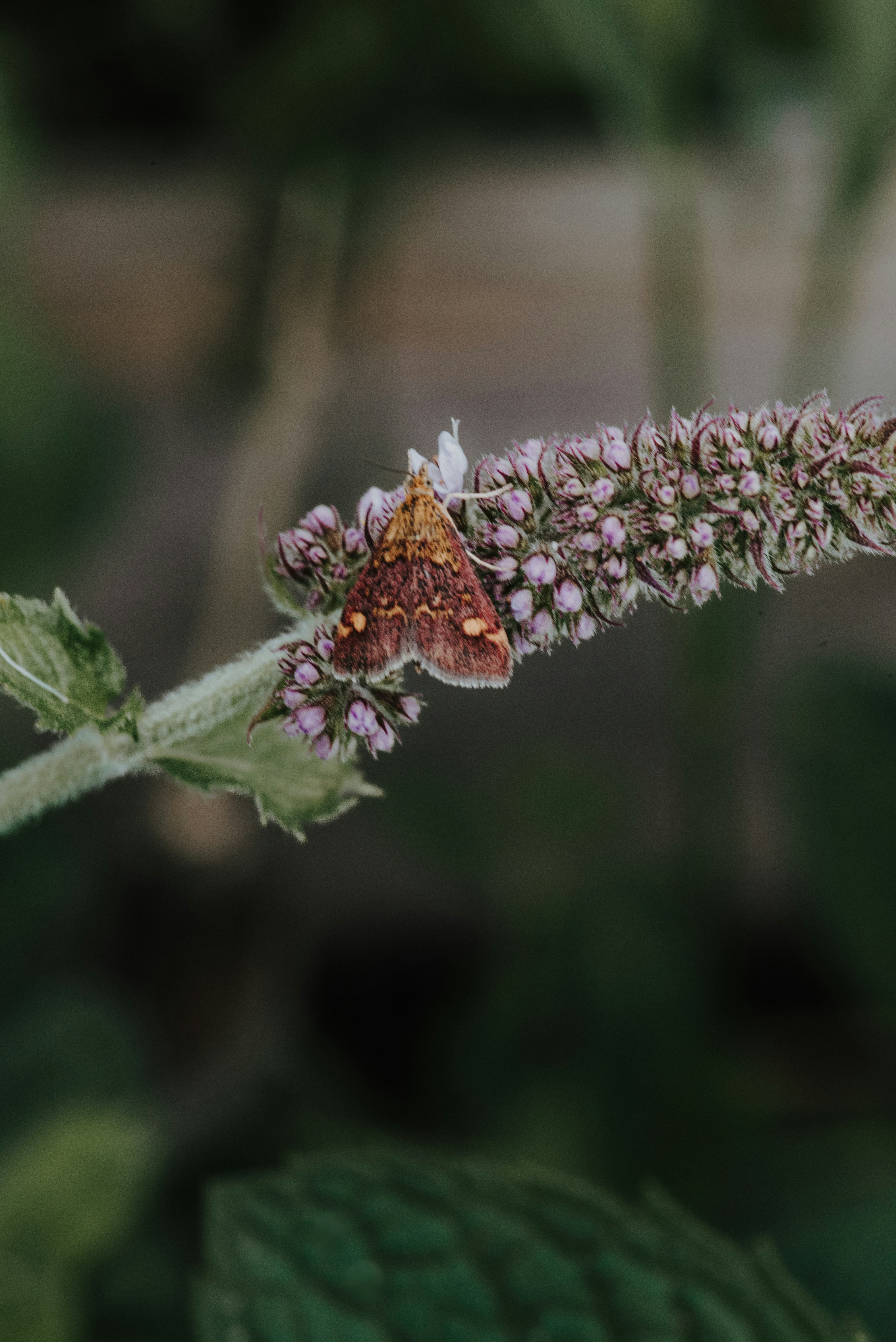 a small brown and white butterfly sitting on a purple flower