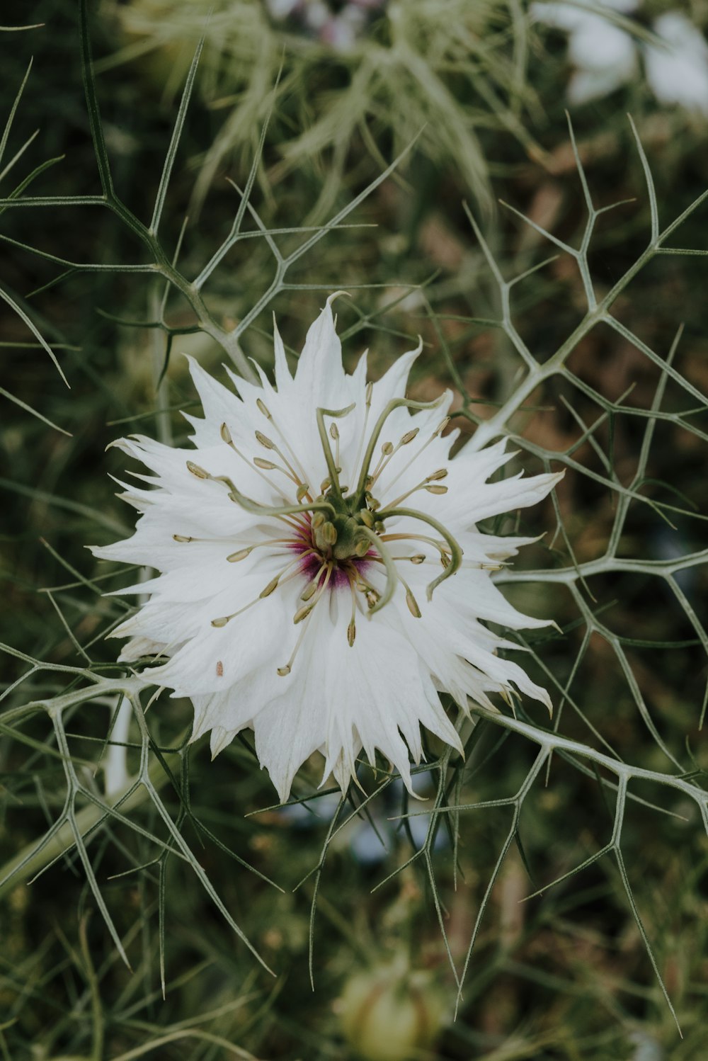 a close up of a white flower on a plant