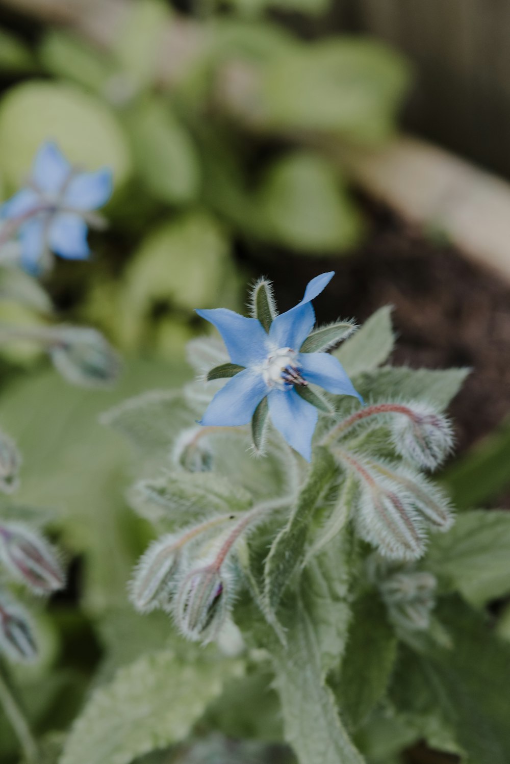 a close up of a blue flower with green leaves