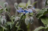 Side profile of Blue Frequency buds revealing vibrant colors and tightly packed calyxes.