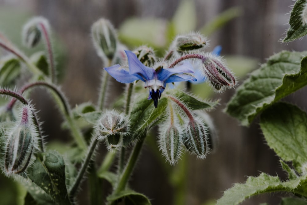 a close up of a blue flower on a plant