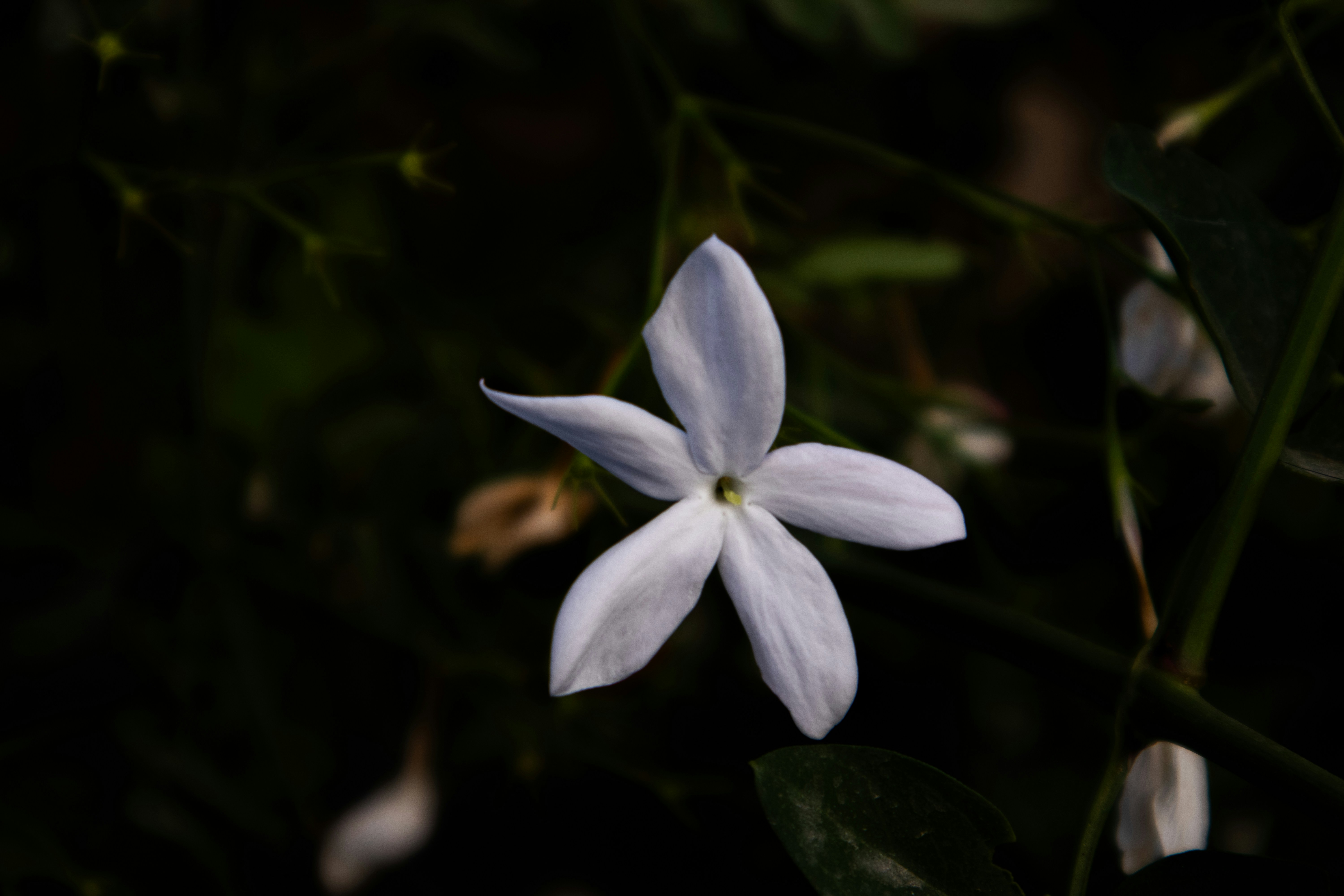 Photo by qumrati