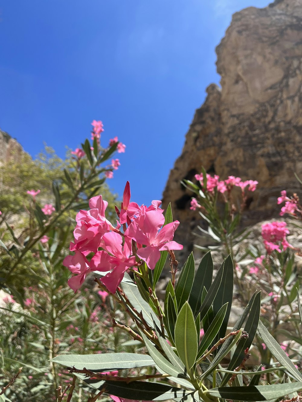 pink flowers in front of a rocky cliff