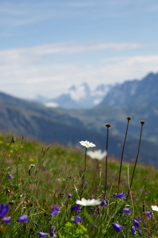 A scenic view of lush wildflowers in a mountainous landscape.