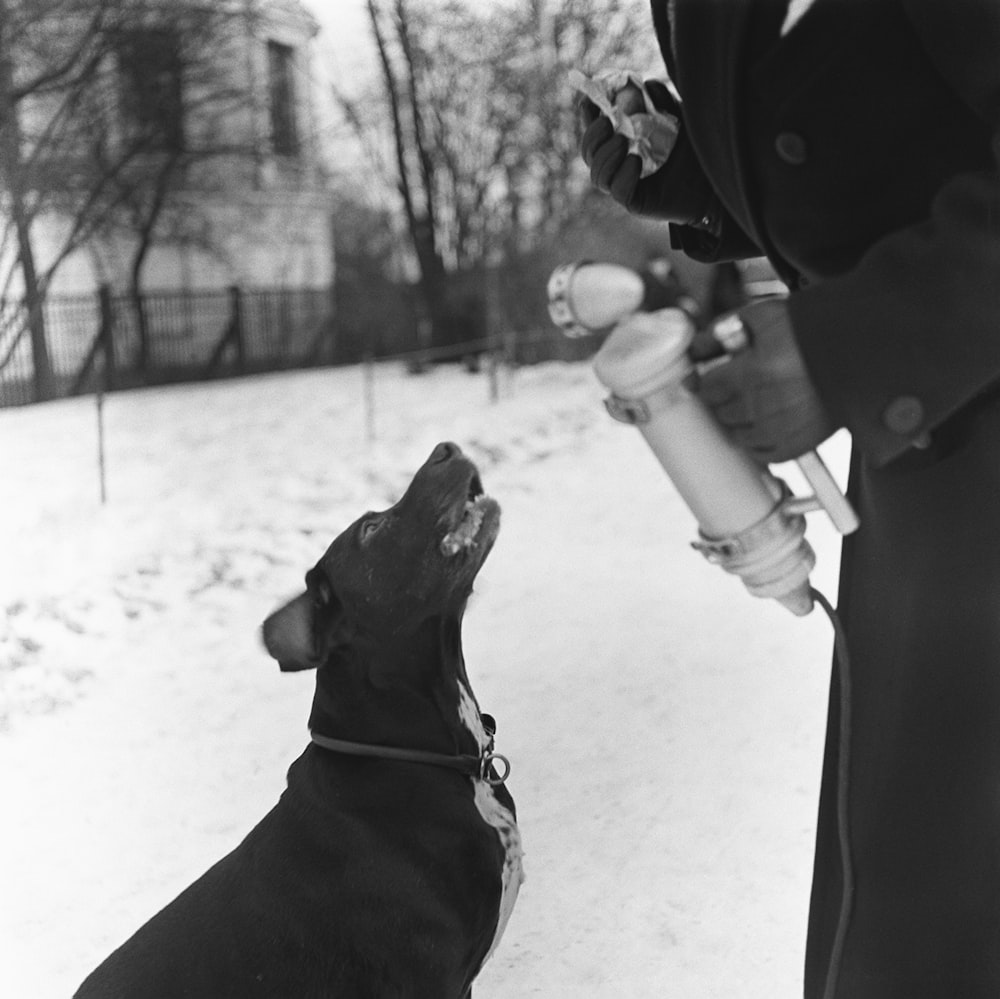 a black and white photo of a dog in the snow