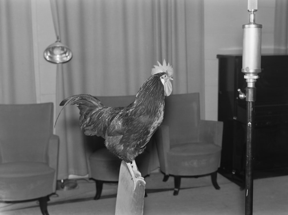 a black and white photo of a rooster on a post