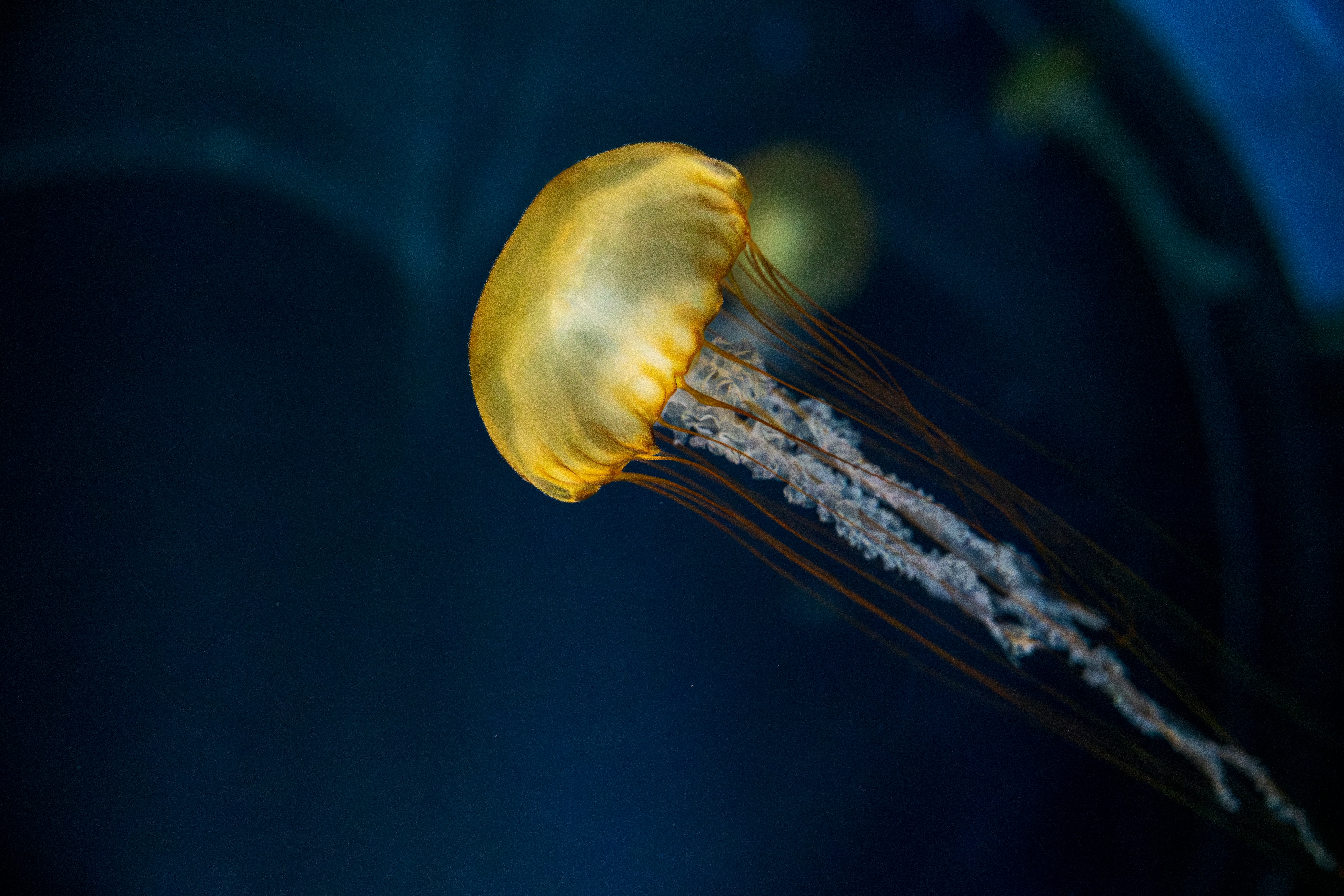 Jellyfish Wallpaper 4K, Windows 7, Stock, Underwater, image size:3000x2001