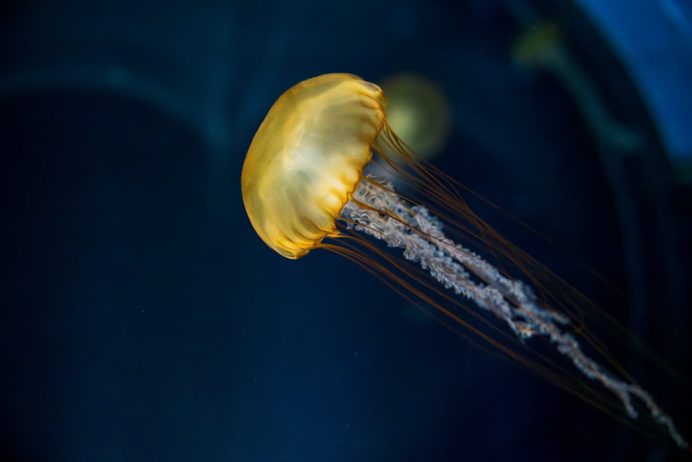 a close up of a jellyfish in a tank