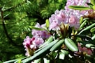 A cluster of pink and white rhododendron flowers in full bloom is surrounded by lush, elongated green leaves. Sunlight filters through the trees, casting a gentle glow on the vibrant foliage and flowers. The background shows blurred greenery, possibly pine needles, adding a rich, natural texture.