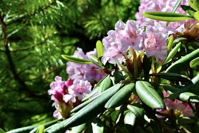 A cluster of pink and white rhododendron flowers in full bloom is surrounded by lush, elongated green leaves. Sunlight filters through the trees, casting a gentle glow on the vibrant foliage and flowers. The background shows blurred greenery, possibly pine needles, adding a rich, natural texture.