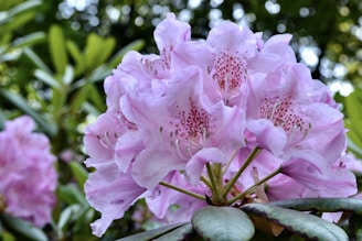 A cluster of light pink rhododendron flowers in full bloom, surrounded by green leaves. The petals are delicate with subtle pink hues and darker speckles near the center. The background features blurred greenery, suggesting a lush garden setting.
