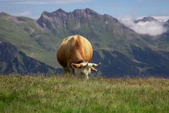 A cow is grazing in a lush green field with a backdrop of majestic mountains under a partly cloudy sky.