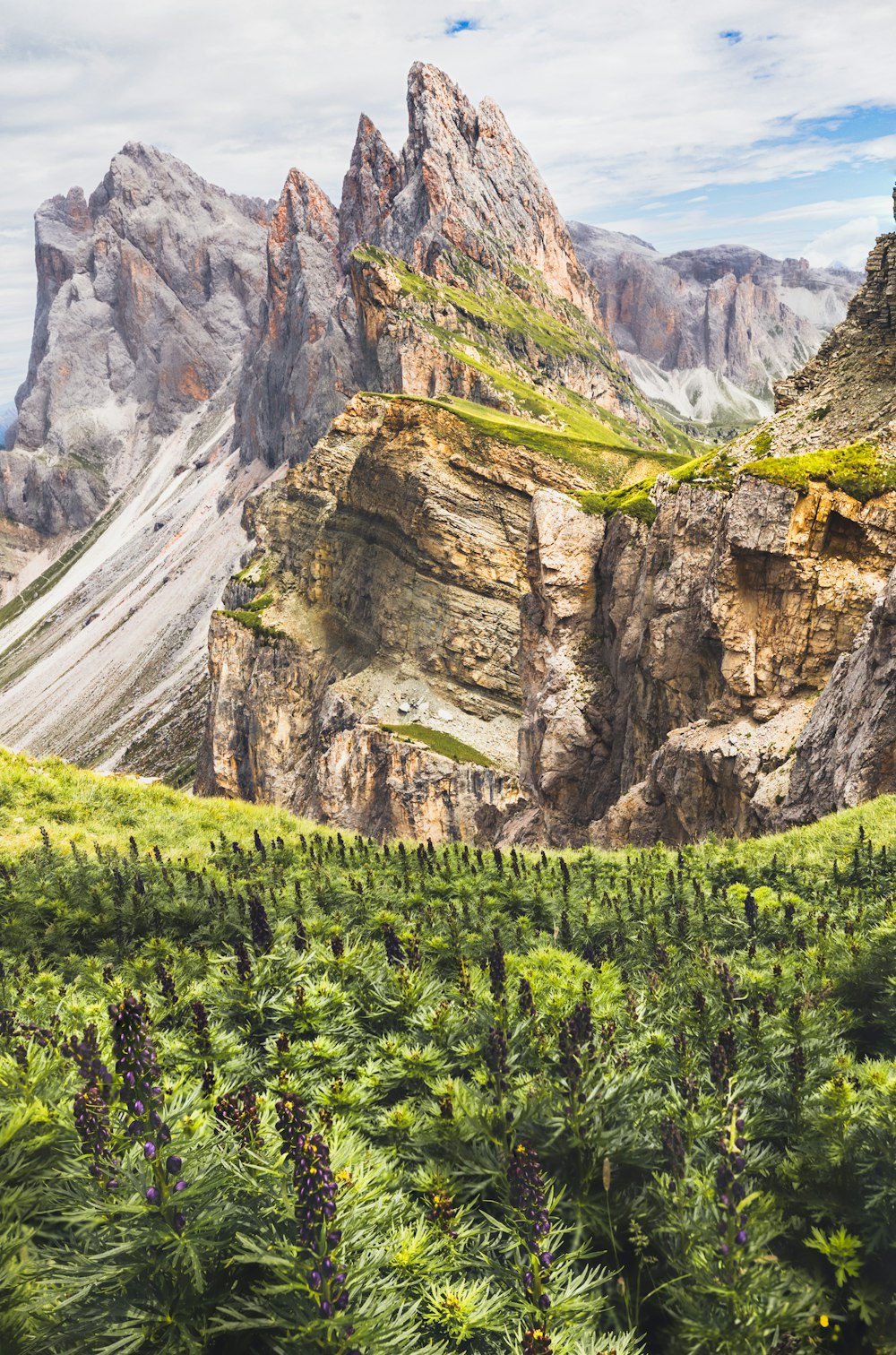 a lush green field with mountains in the background