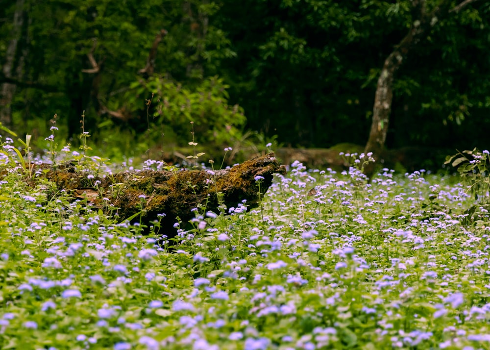 a field full of blue flowers next to a forest