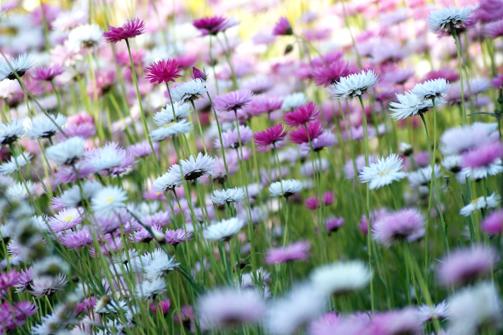 a field full of purple and white flowers