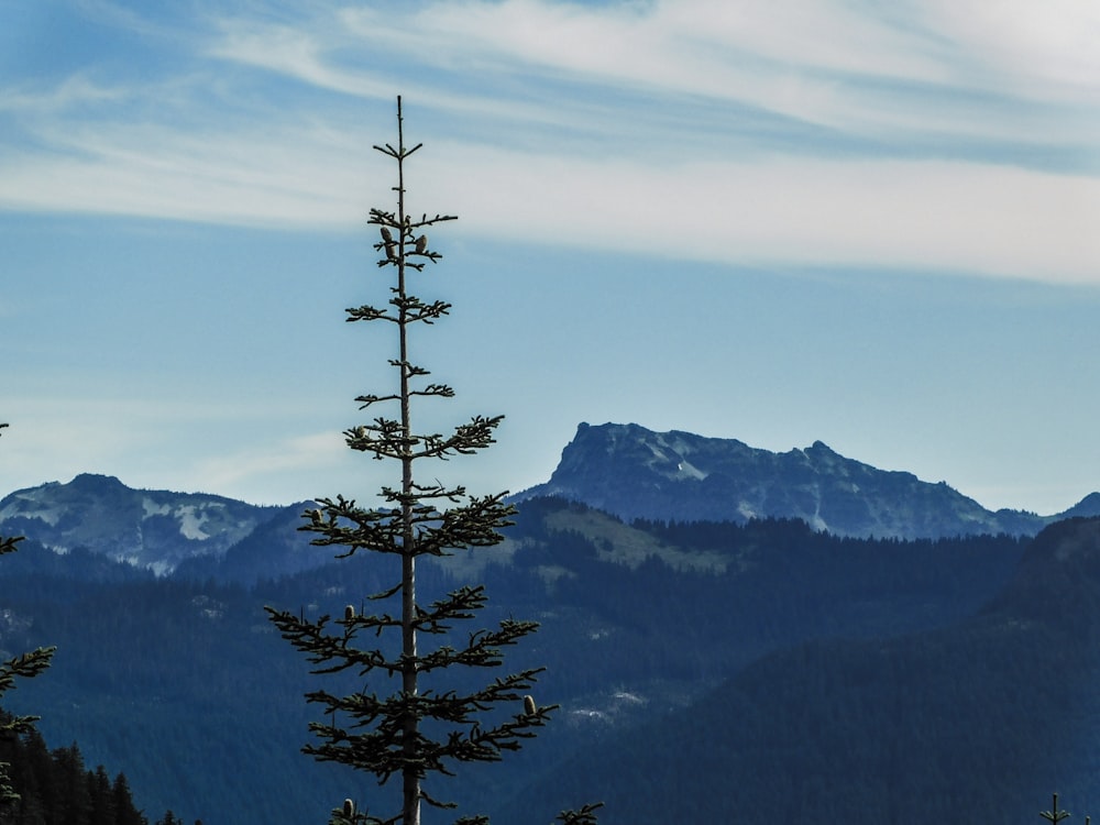 a tall pine tree sitting in the middle of a forest