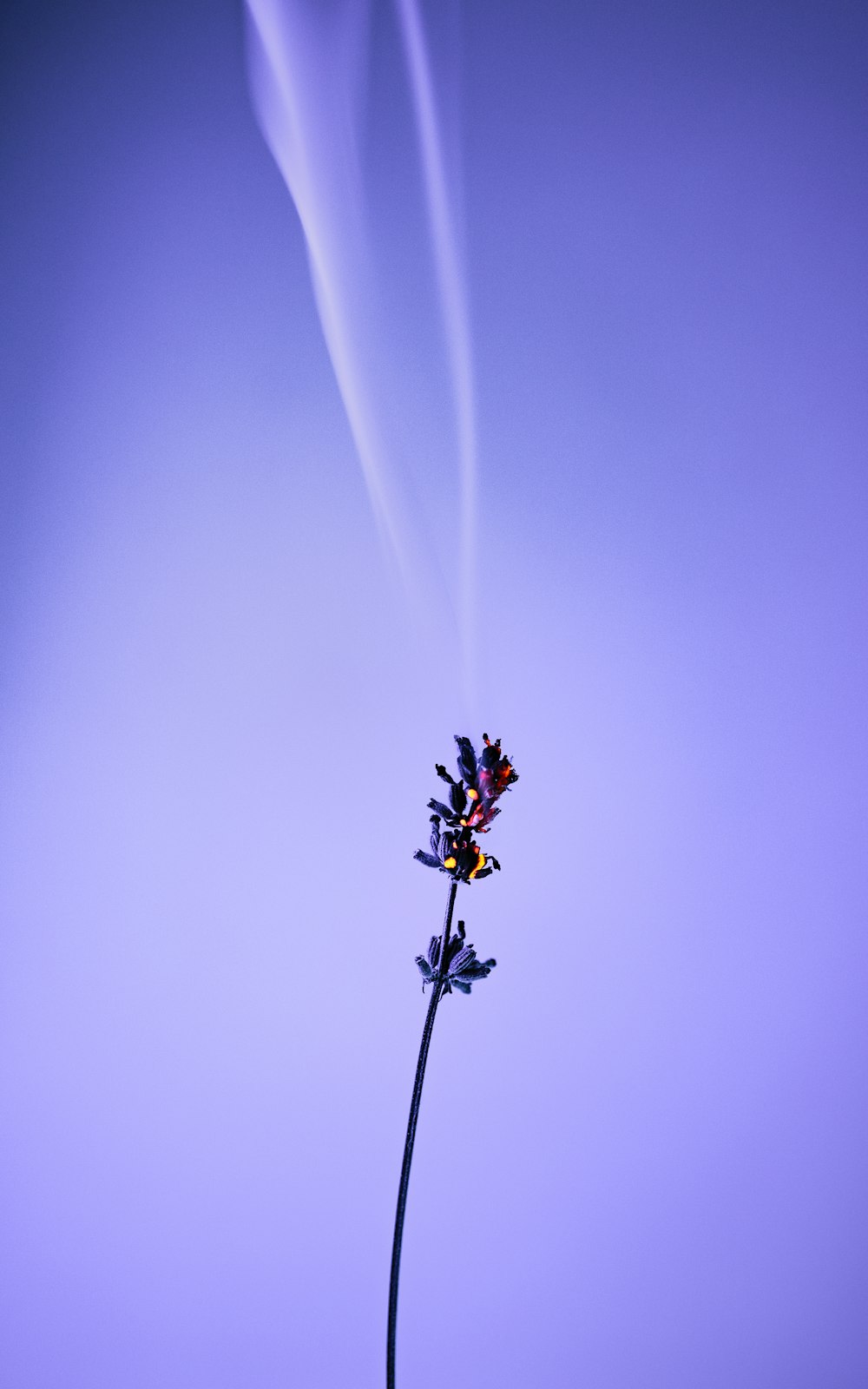 a single flower with a purple background