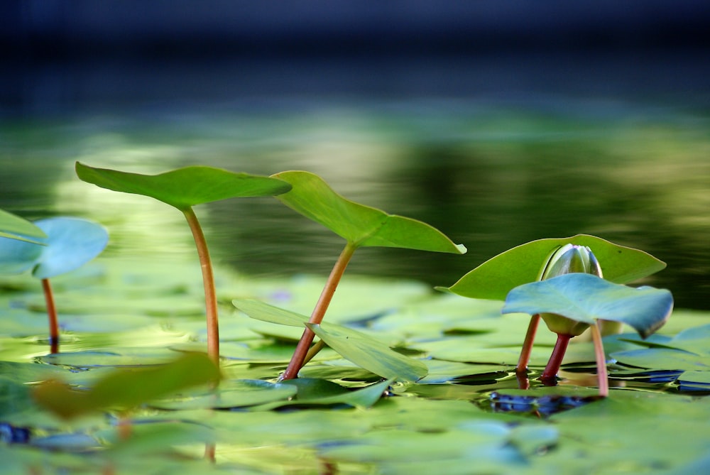 a group of plants that are in the water