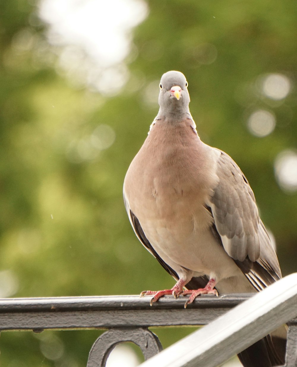 a pigeon sitting on top of a metal rail