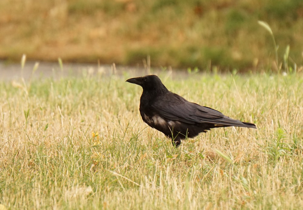 a black bird is standing in the grass