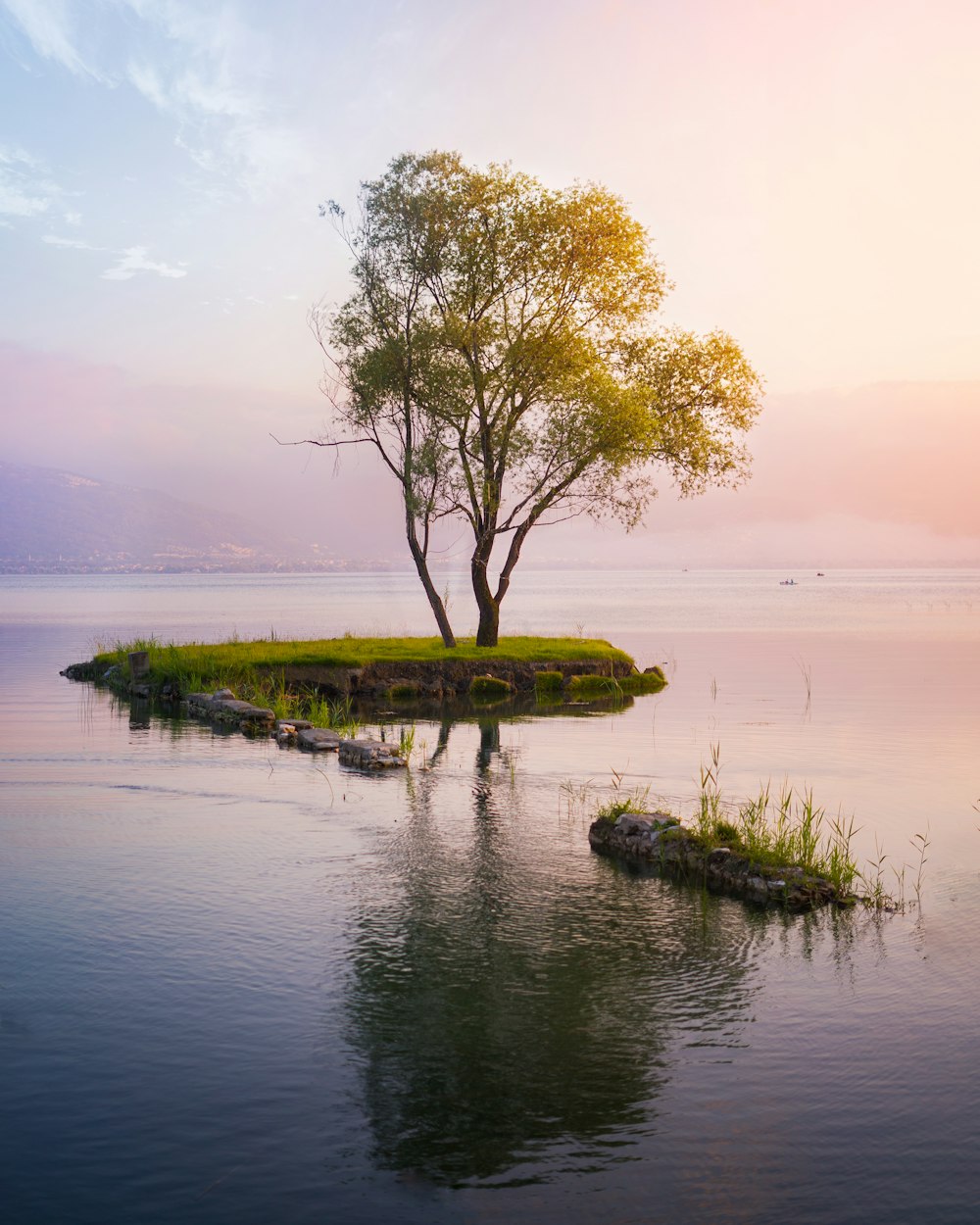 a lone tree sitting in the middle of a body of water