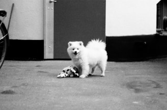 A fluffy white dog stands on a paved surface, appearing playful. It has a stuffed toy beneath its front paws. The background shows a building with a closed door and a section of a bicycle wheel.