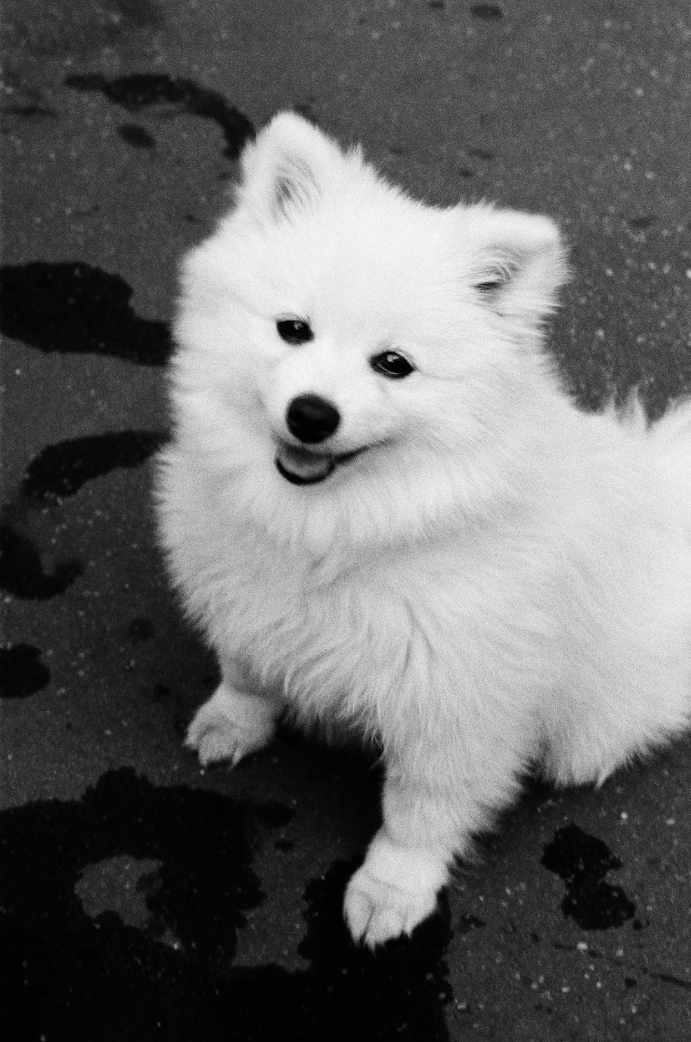 a small white dog sitting on top of a wet ground