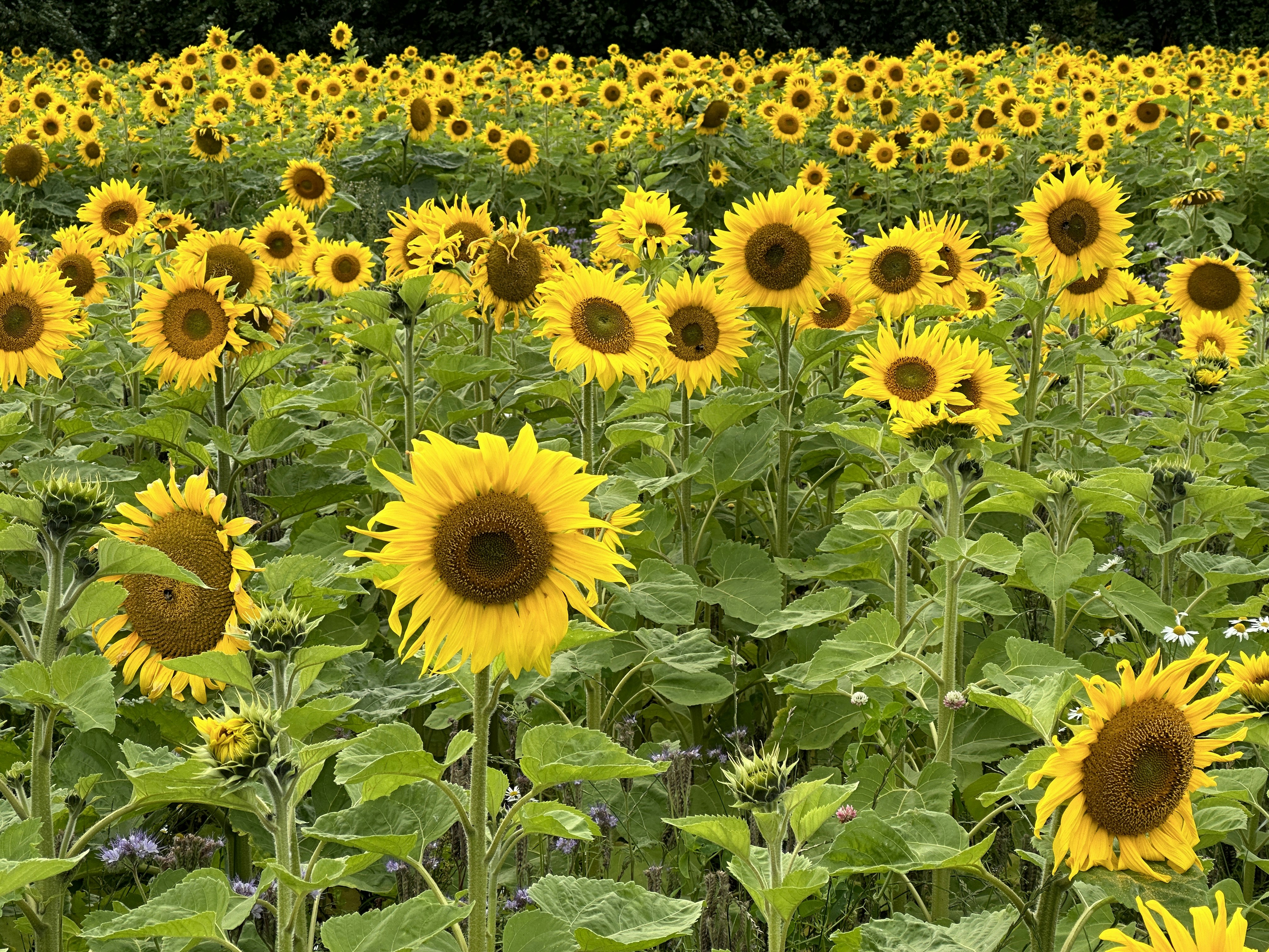 Photo by susannebroe