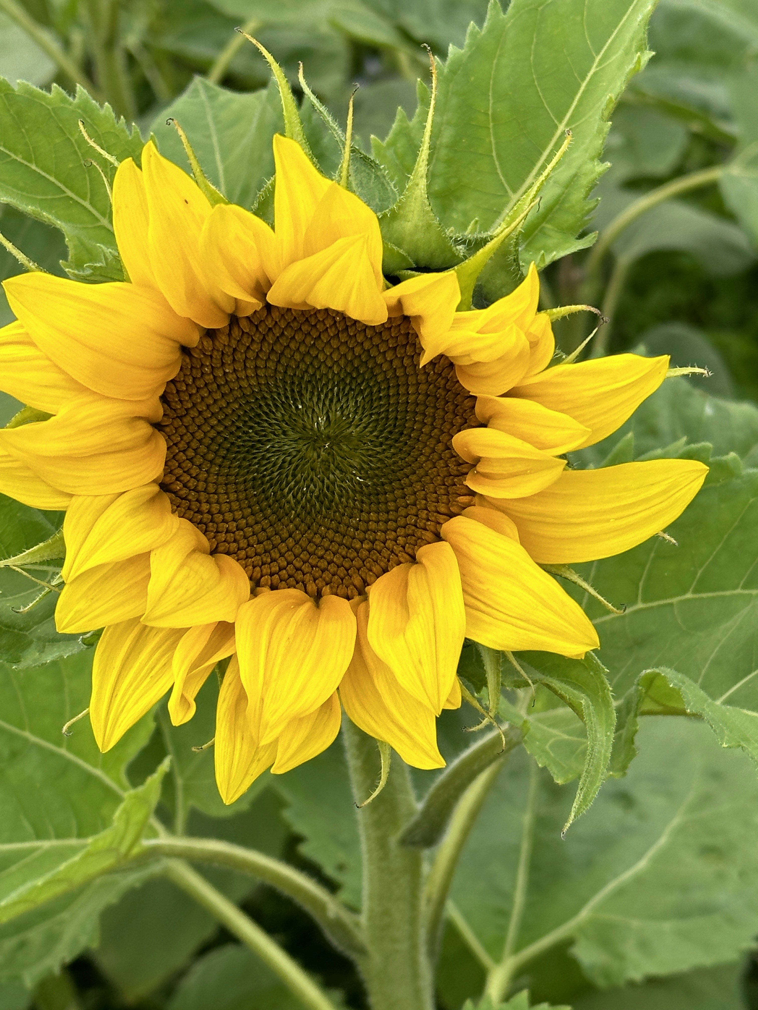 Photo by susannebroe