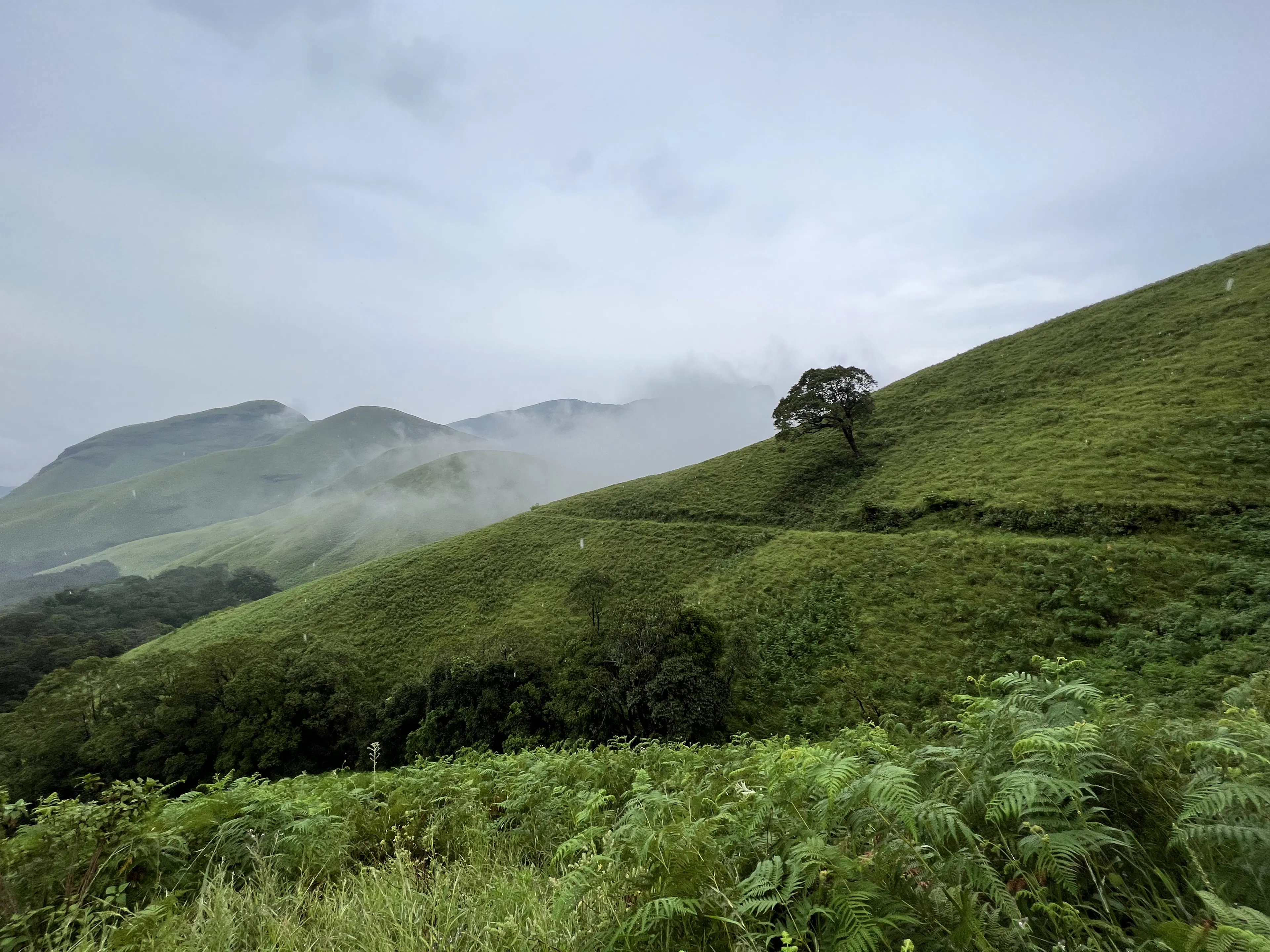 ಮಂಜಿನಿಂದ ಆವೃತವಾದ ಹುಲ್ಲಿನ ಬೆಟ್ಟದ ಮೇಲೆ ಒಂಟಿ ಮರ