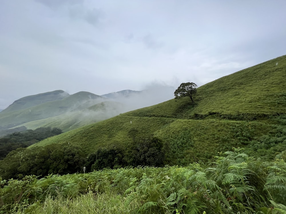 a grassy hill with a tree on top of it