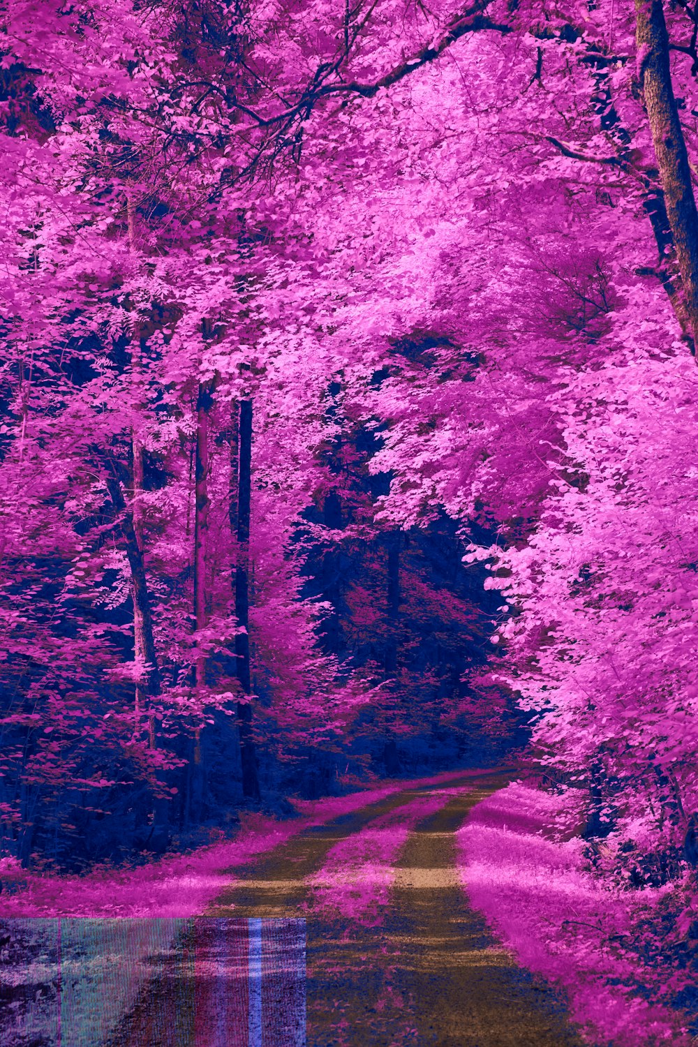 a road in the middle of a pink forest