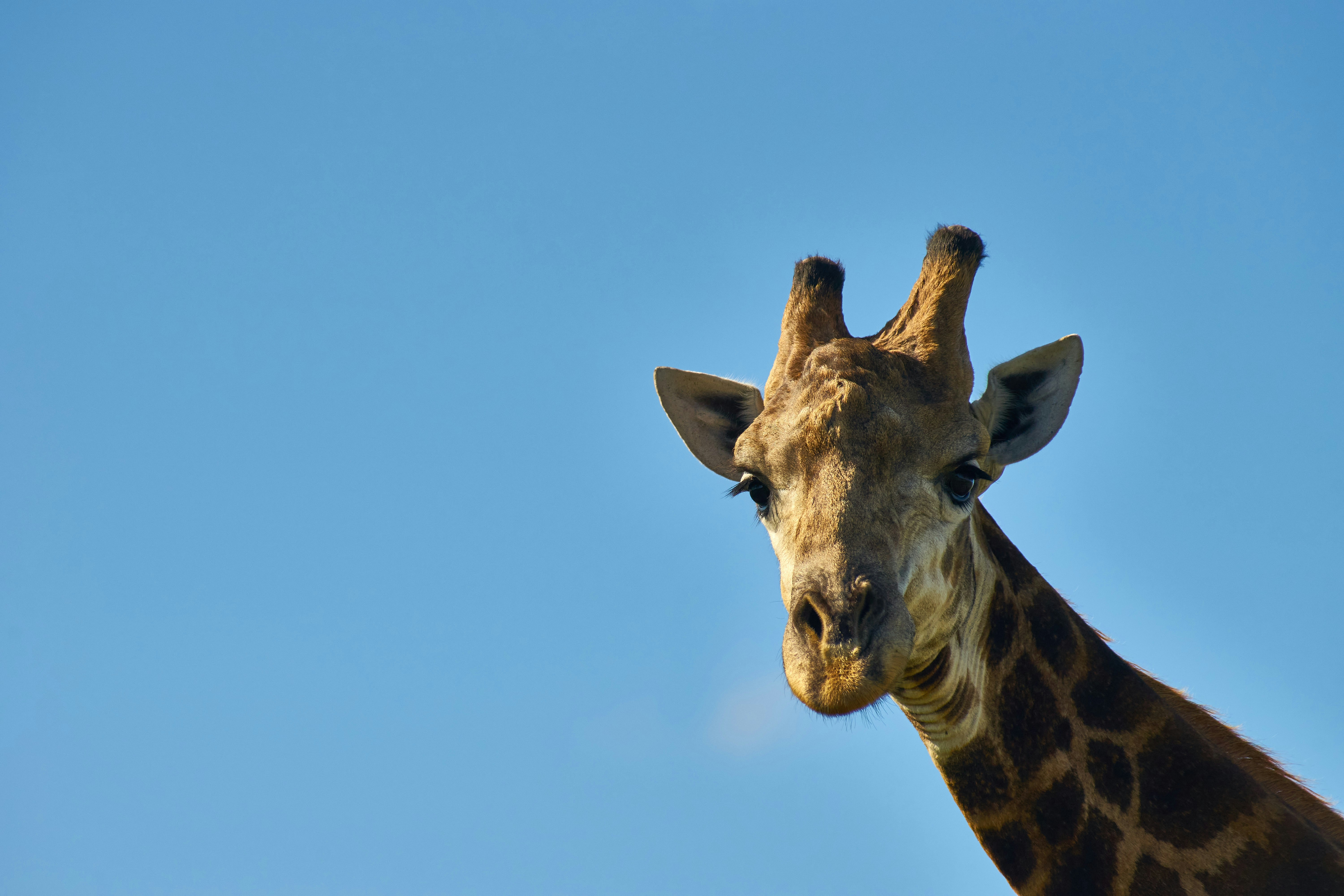 Photo by wolfgang_hasselmann