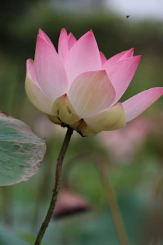 A detailed close-up of Manmatha’s flower-tipped arrows resting against a lotus pink background.