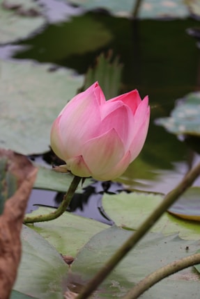 A pink lotus bud rises gracefully from a pond, surrounded by large green lily pads. The petals are softly curled, showing shades of pink and white. The water surface reflects the surrounding foliage and sky, creating a serene and natural scene.