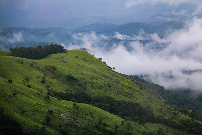 Cafes With the Fastest Wifi in Wayanad (Speeds Actually Tested)