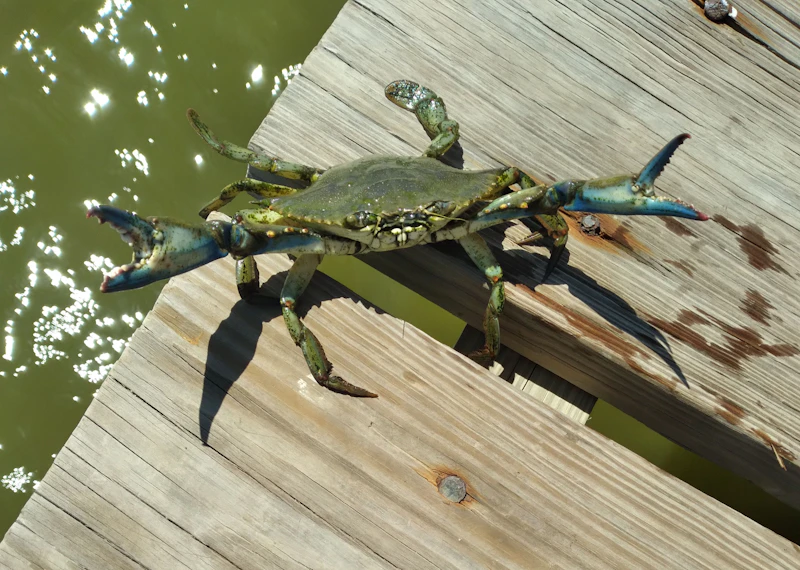 A Dungeness crab resting on a wooden dock beside the water