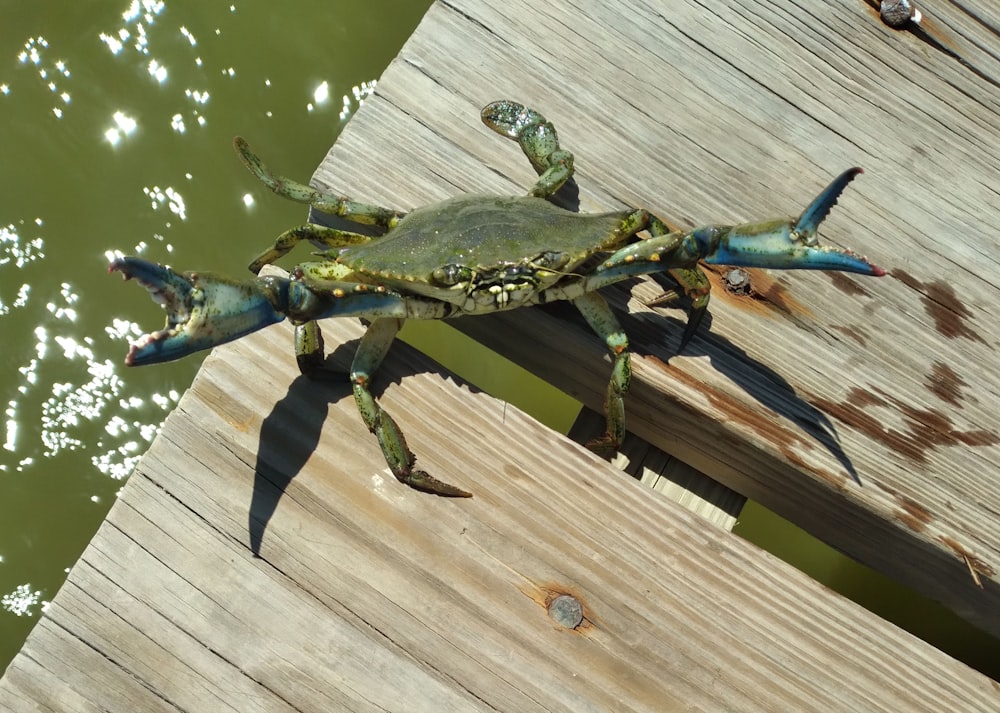 a crab sitting on a wooden dock next to a body of water