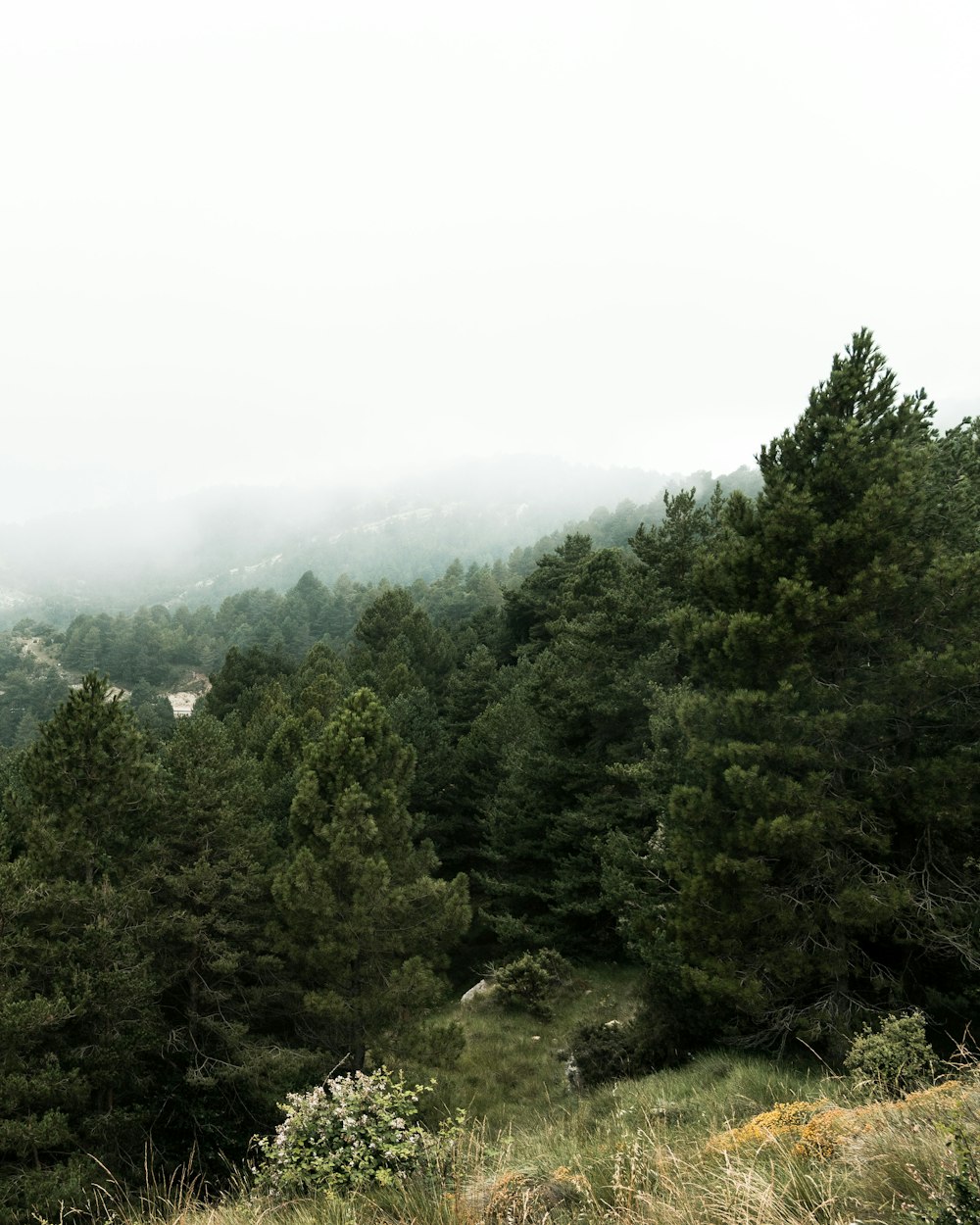 a forest filled with lots of tall green trees