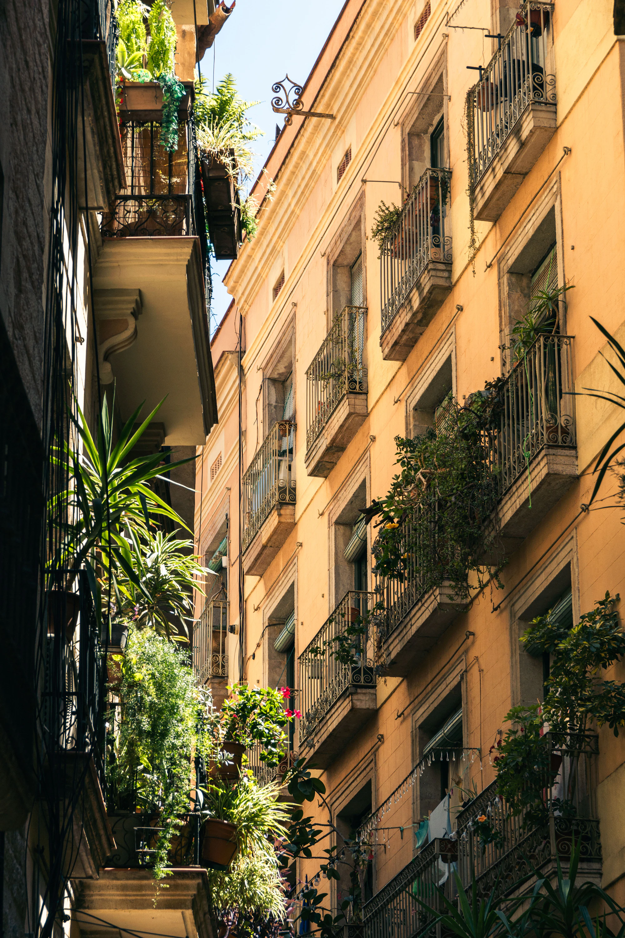 A Barcelona building with many balconies full of plants