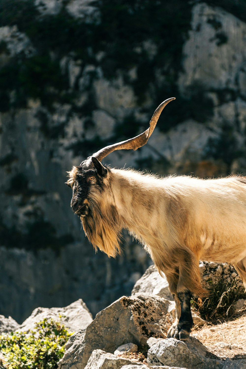 a goat with long horns standing on rocks