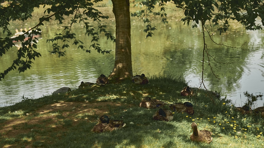 a group of ducks sitting under a tree next to a lake